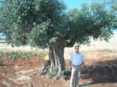 Old Olive Tree and Bi'lin Owner