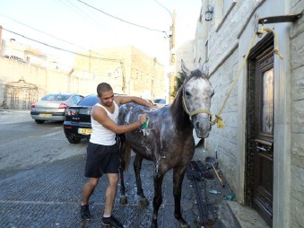 horse being washed
