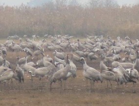 Hula Lake Cranes
