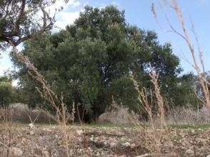 Grandpa Olive Tree