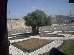 Stolen Tree at Ma'ale Adumim Entrance